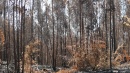 A política florestal e o combate aos incêndios