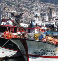pescas_madeira.jpg