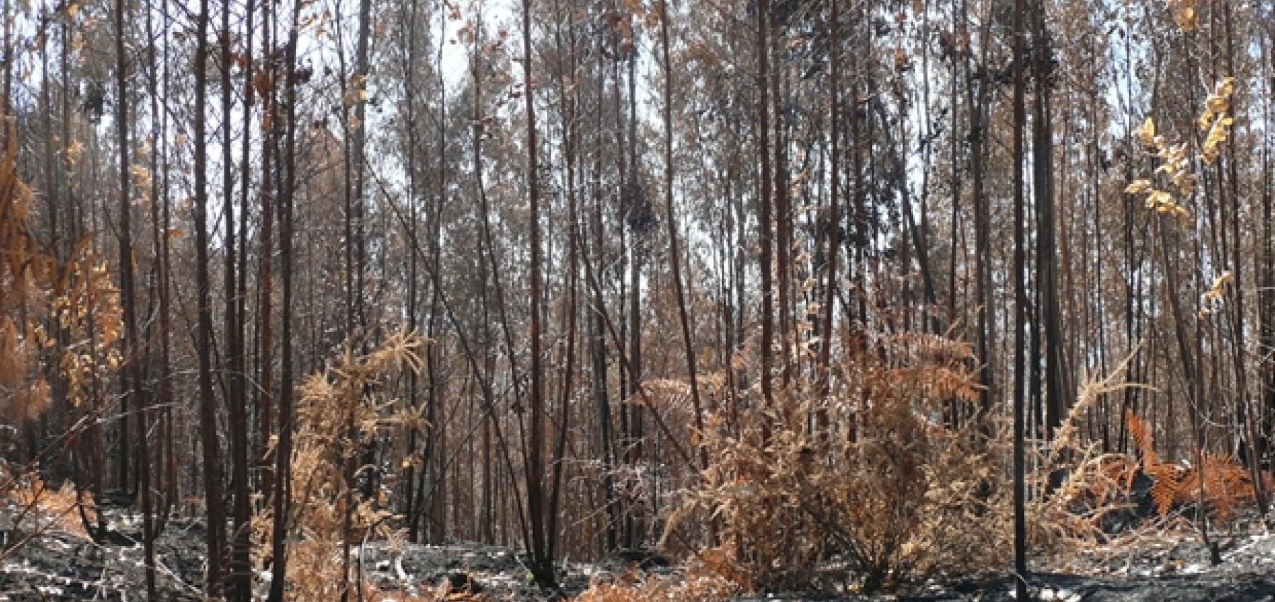 Relatório da Comissão Técnica Independente sobre os incêndios de 2017