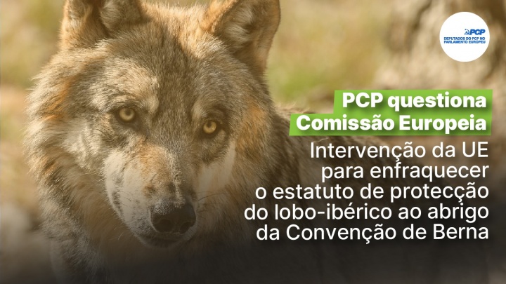 Intervenção da UE para enfraquecer o estatuto de protecção do lobo-ibérico ao  abrigo da Convenção de Berna