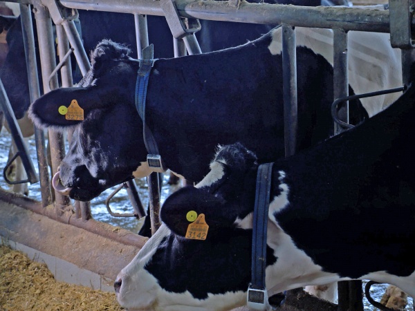 Visita a Exploração Leiteira