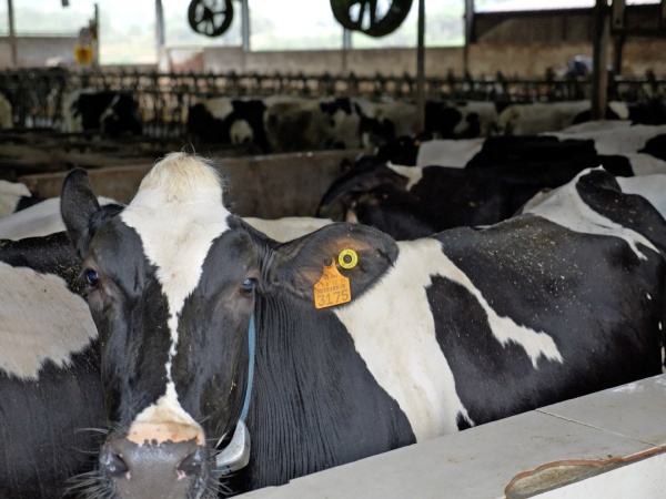 Visita a Exploração Leiteira